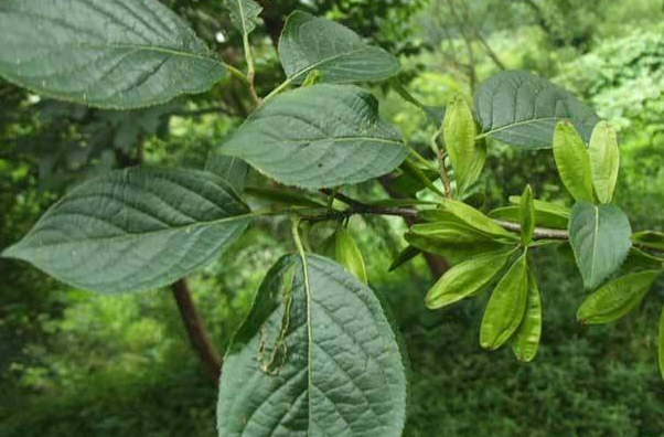 中药杜仲价格