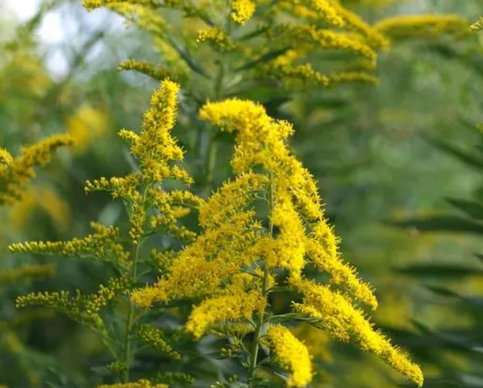 中药一枝黄花
