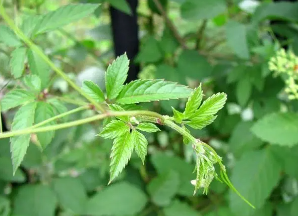 绞股蓝的功效是什么？绞股蓝可以长期喝吗