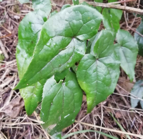 十种最补阳的中药（你知道吗）