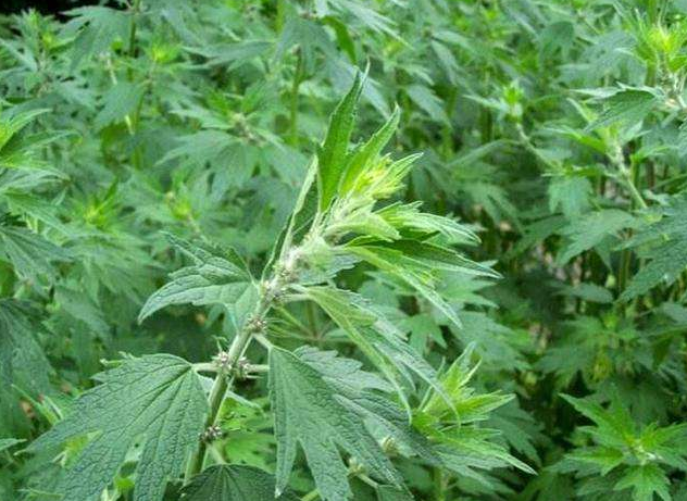 益母草