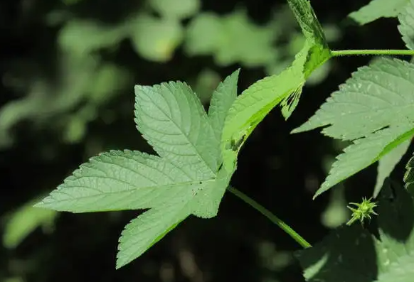 生命草的功效与作用 益寿草食用方法