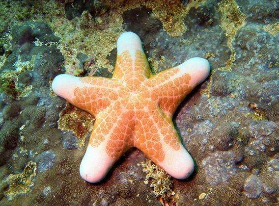 海星可以和中药煲汤吗