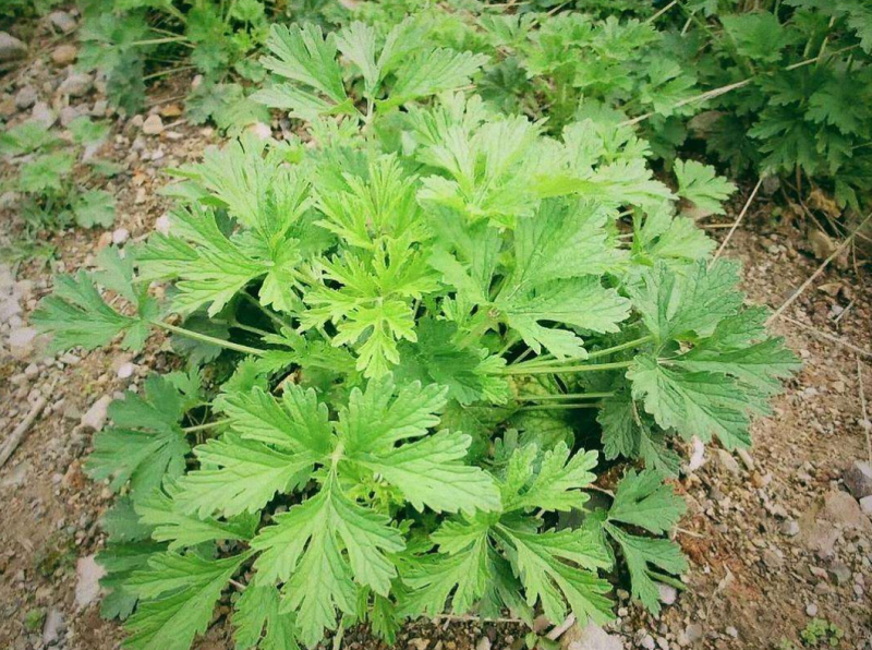 益母草