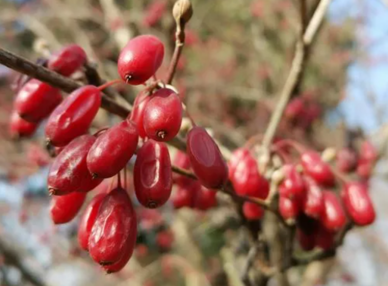 山茱萸