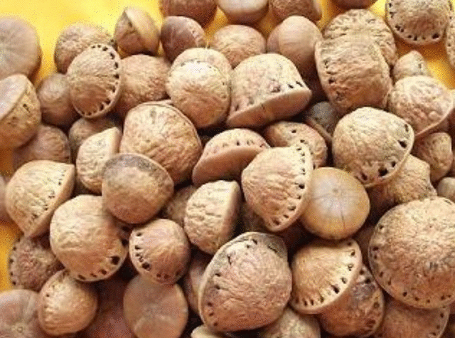 龟头子的功效与禁忌