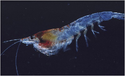 磷虾