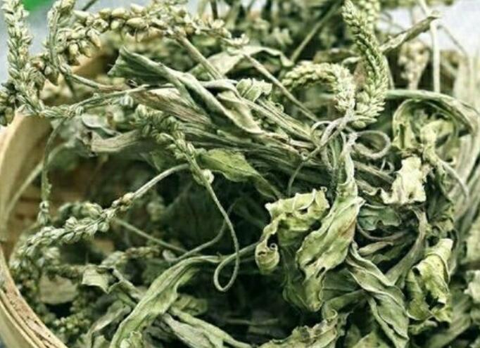 自然不二，车前草提高性功能的功效好吗