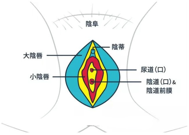 了解神奇的小豆子