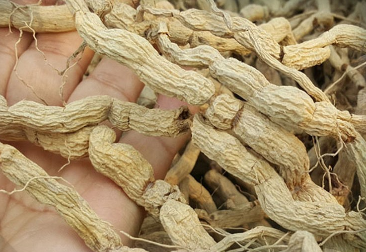 中药材巴戟天的药用功效