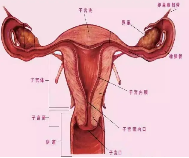 古人对女性生殖器和乳房的不同崇拜