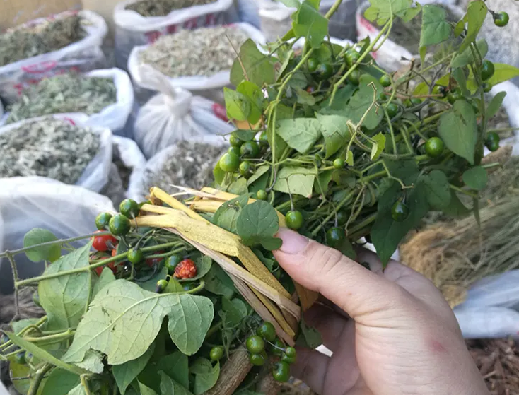 排风藤的功效与作用 排风藤的食用方式和注意事项