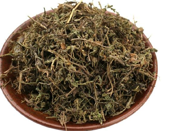 鹅不食草的功效与作用有哪些