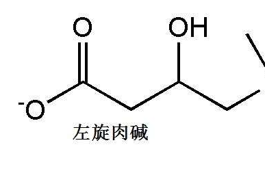 左旋肉碱