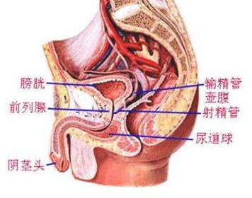 前列腺