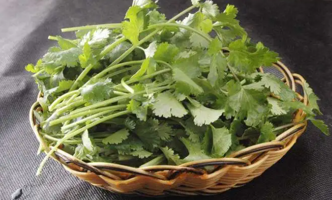 男性常吃香菜有壮阳功效吗（香菜有消食下气壮阳助性功效）