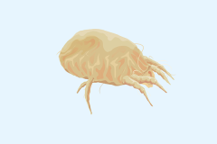 西瓜虫有什么药用价值 西瓜虫的功效与作用