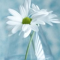 奶油菠萝包热量