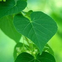 淋球菌是什么病女性能治好吗