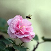 煮黑芝麻粥热量