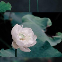 中药射干的作用