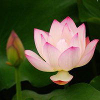 一个蛋黄派热量