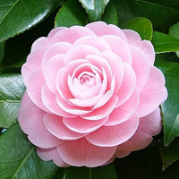 蜂胶胶囊可以降血脂吗