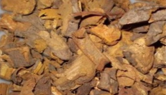 中药材紫珠叶的临床应用和禁忌！