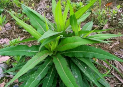 山莴苣的作用与功效，山莴苣可以吃吗？