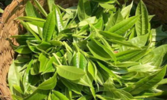 春尖茶适合什么时候喝？寿眉茶适合什么时候喝？