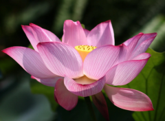 中药美白祛斑的方法介绍，美白护