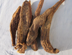 浸酒补肾的中药有哪些？