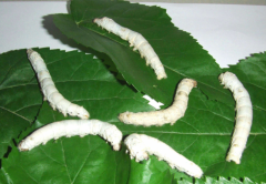 夏天特有的“虫子”竟能温阳补肾