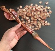 什么是鹿鞭？吃鹿鞭后能干多长时间？