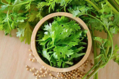 吃香菜会阳萎吗？揭秘香菜会导致