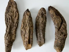 肉苁蓉怎么吃壮阳效果最好？感冒