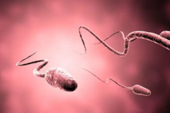 男人精子少什么原因？该怎么办？