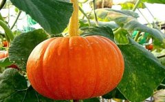 肥胖吃什么好？中医食疗有效攻克