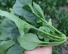 男人常吃菠菜能提高性能力吗？