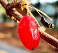 山茱萸怎么吃壮阳效果最好？山茱