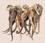 海马多少钱一斤？海马干最新价格