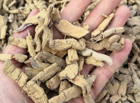 巴戟天是什么？揭秘中药巴戟天的秘密！