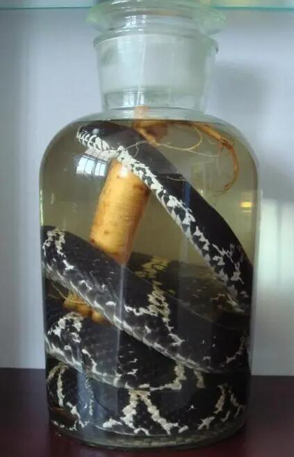 什么蛇泡酒最补肾壮阳 如何搭配饮用蛇泡酒
