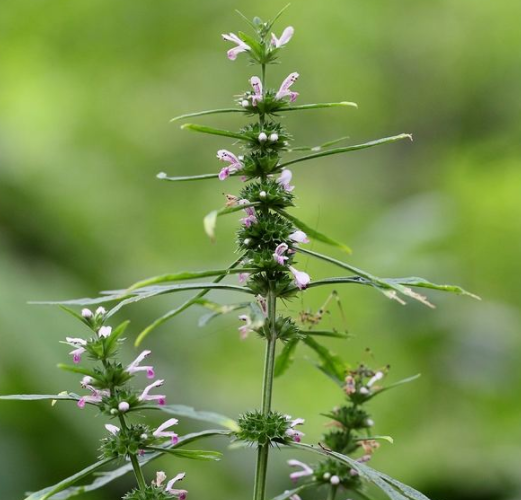 益母草