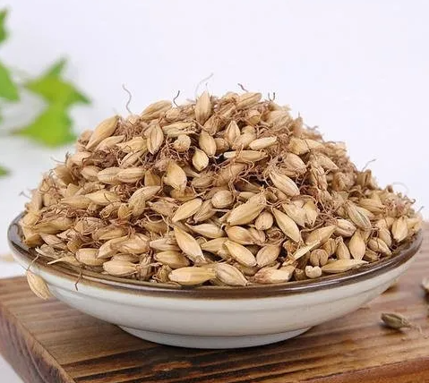 炒麦芽的功效与作用 炒麦芽可以泡水喝吗