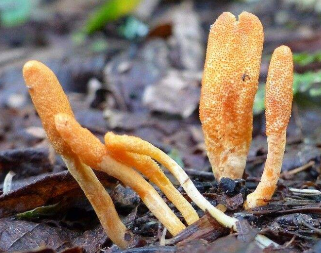 虫草能天天吃吗？