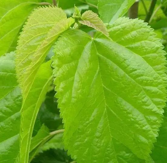 桑叶的功效与作用 桑叶泡水喝的功效