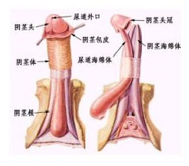 龟头糜烂有哪些病因？为你讲述有