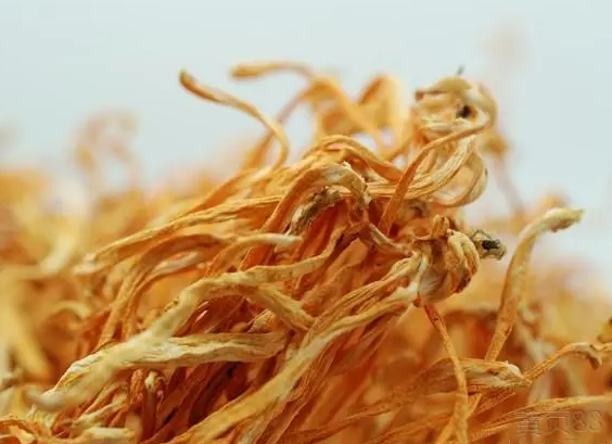 虫草菌丝对前列腺作用 虫草菌丝体的功效与作用