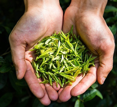 绿茶